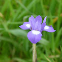 Blue Dutch Iris Iris x hollandica