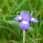 Blue Dutch Iris Iris x hollandica
