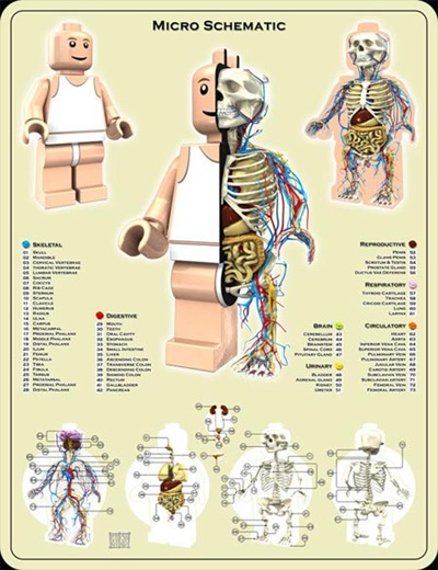 lego_anatomy