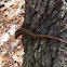 Broadheaded skink