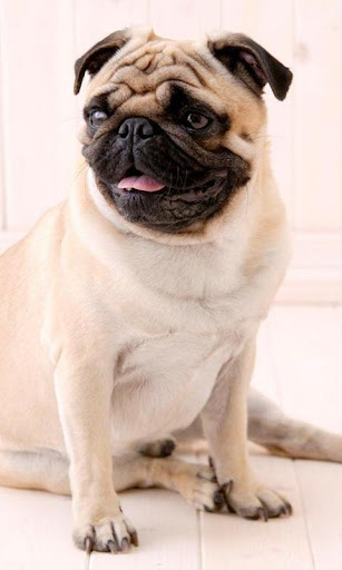 Pugs Dog Wallpapers