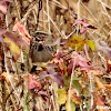 Song sparrow