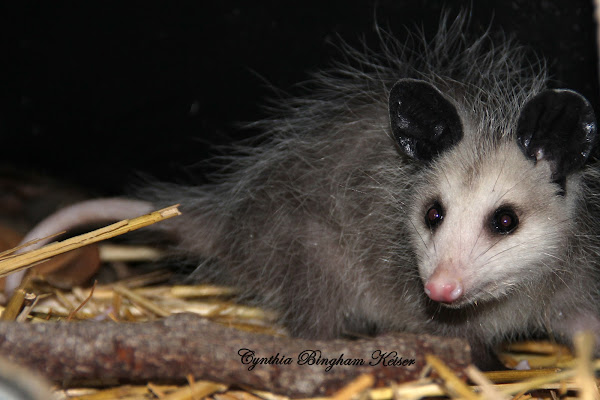 (Juvenile) North American Opossum | Project Noah