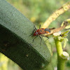 Red Cotton Bug