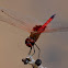 Common Glider Dragonfly