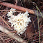 beautiful clavaria, handsome clavaria, yellow-tipped- or pink coral fungus