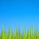 Grass Live Wallpaper [Free] mobile app icon