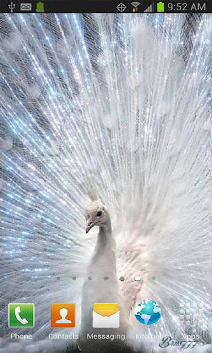 White Peacock Live Wallpaper