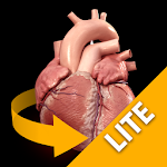 Heart 3D Anatomy Lite Apk