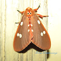 Life cycle of Tinolius eburneigutta Moth