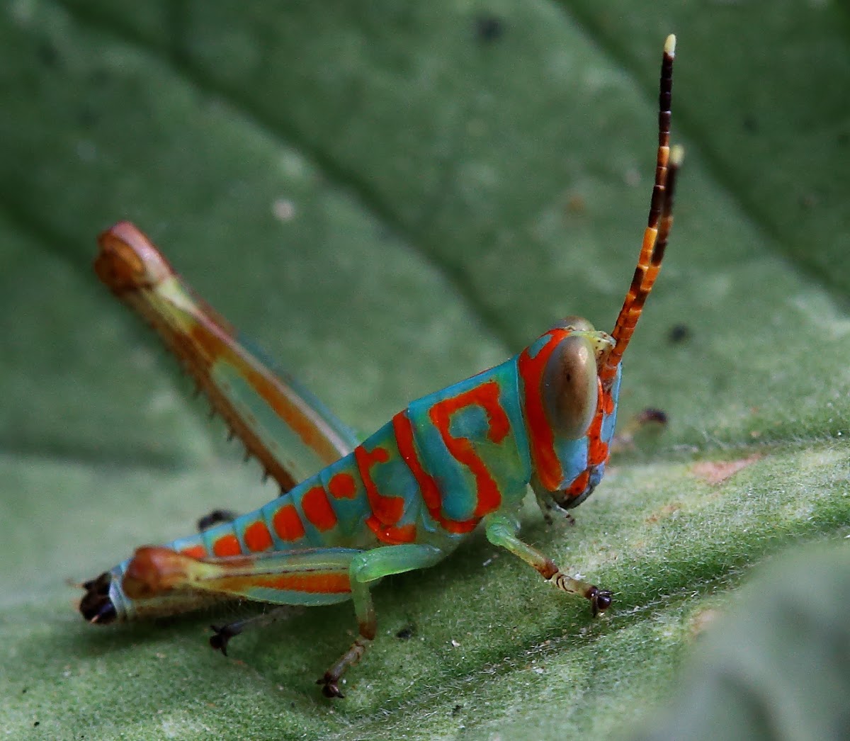 Grasshopper Nympth