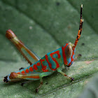 Grasshopper Nympth