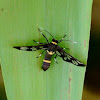 Wasp mimic moth