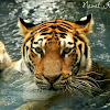 Siberian tiger