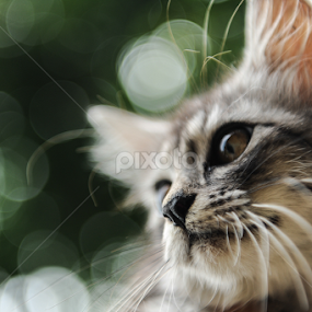 My Pet by Kelvin Lai - Animals - Cats Portraits