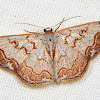 Sterrhine Moth