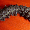 Buckmoth Caterpillar