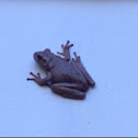 Cuban Tree frog