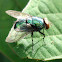 Mosca Verde