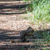 North American Red Squirrel