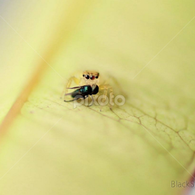 Hunting by Agus Wibowo BlackStyle - Animals Insects & Spiders