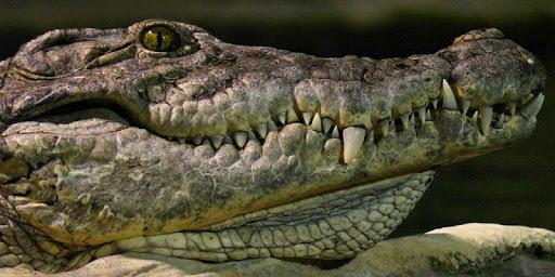 Toothy Crocodiles LWP