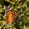 American Painted Lady, Hunter's butterfly