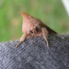 White-dotted Prominent