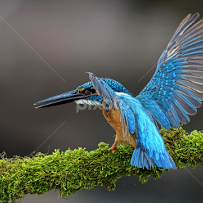 Common kingfisher by Raj Dhage - Animals Birds