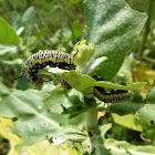 Plain Tiger butterfly caterpillar