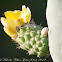 Prickly Pear flower