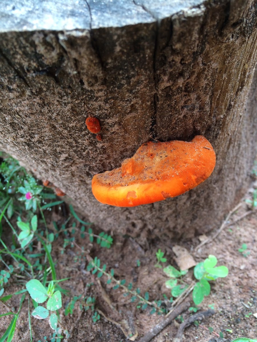 Red polypore