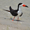 Black Skimmers