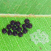 Shield bug nymphs / eggs