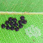 Shield bug nymphs / eggs