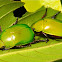 Leaf Chafer Beetles