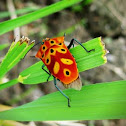 Mallotus Shield Bug