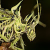 Lichen katydid