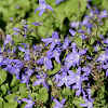 Campanula