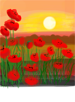 Poppies in the sun