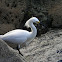 Snowy Egret