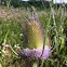 Wild Teasel