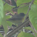American Redstart (female)