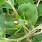 Juvenile Katydid