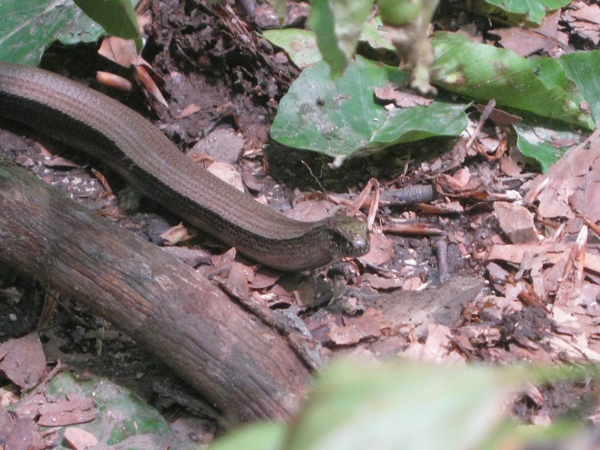 slow worm / blind worm