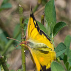 Clouded Yellow