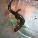Red back (lead backed) salamander