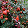 Cotoneaster