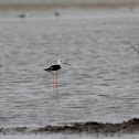 Black Winged Stilt