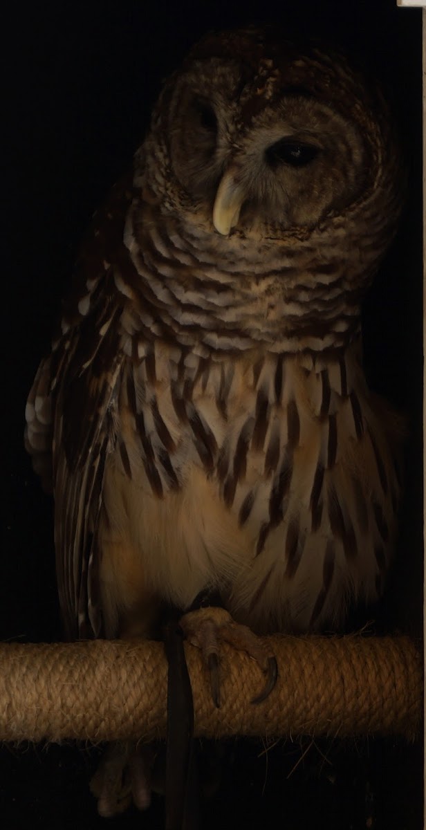 Barred Owl